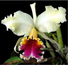 Pianta di orchidea specie