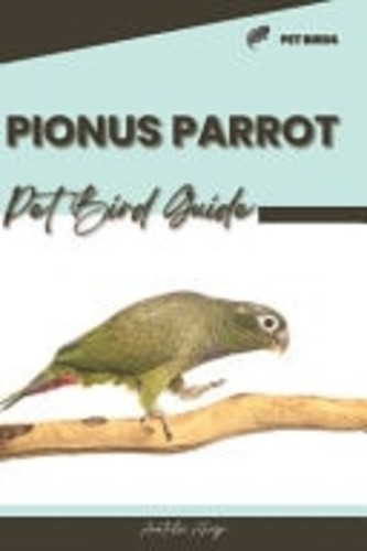 Pionus parrot pet bird - pet,