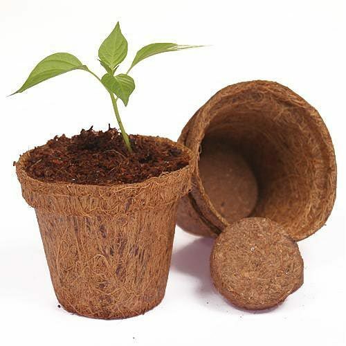 Vaso coco coir fibra cocco - vaso,