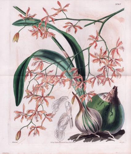 Epidendrum cepiforme messico - epidendrum,