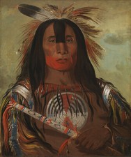 Buffalo Bull's Back Fat 