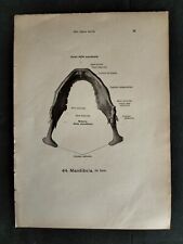 Lotto N. 2 Stampe Anatomica