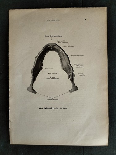 Lotto stampe anatomica - n.,