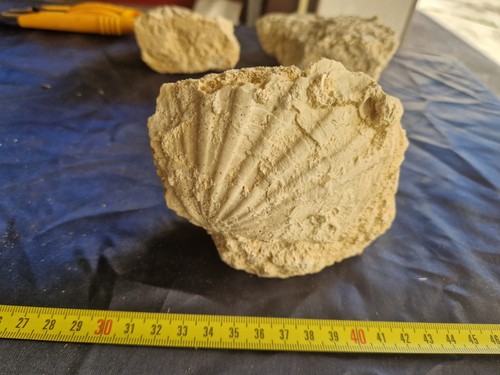 Fossili conchiglie pecten - fossili,