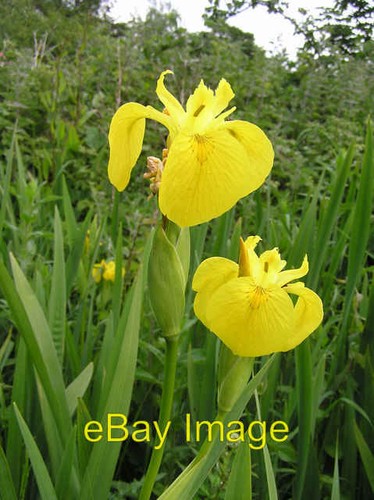 Photo 6x4 yellow - 6x4, (iris