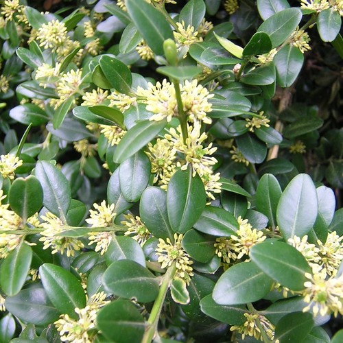 Buxus sempervirens bosso - sempervirens,
