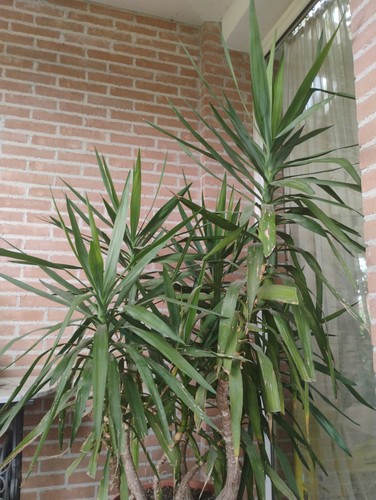 Vaso con piante yucca - con,