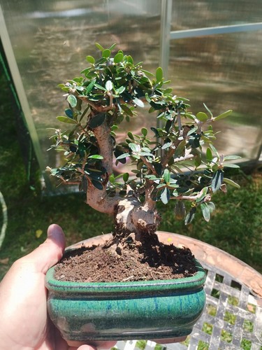 Bonsai olea europaea - di,