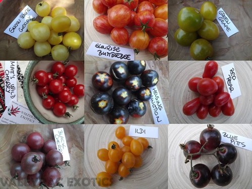 Pacchetto pomodori - pacchetto, di