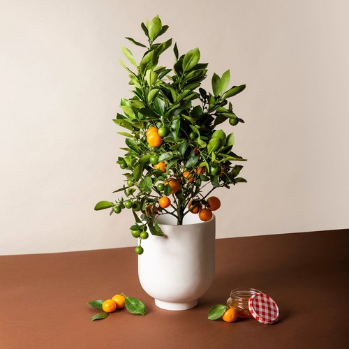 Pianta agrumi calamansi - di, /