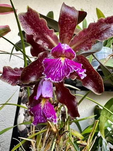 Cattleya schilleriana orchid - cattleya,