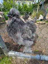 20 BE galline di seta miste