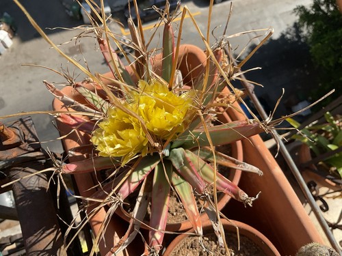 Cactus leuchtembergia - cactus,