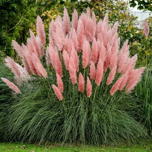 Erba pampa rosa cortaderia - rosa,,