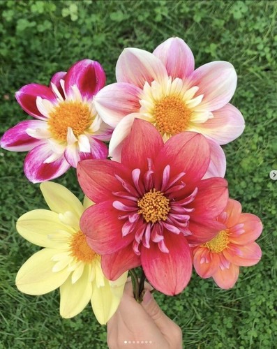 80001846 dahlia pinnata - dahlia, mix