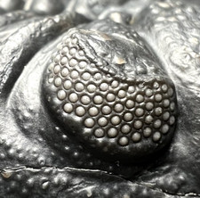 Maroccops sp. Fossile di