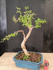 Bonsai larice visita il - 50,