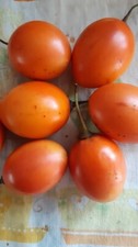 TAMARILLO GIALLO SOLANUM