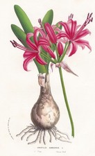Amaryllis Sarniensis Sudafrica