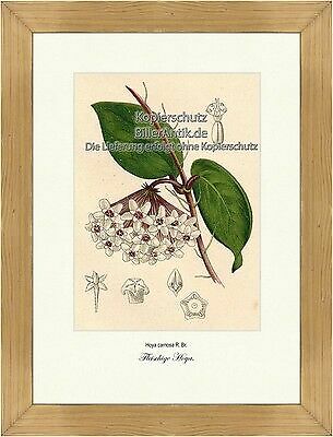 Piante seta carnose hoya - piante,
