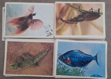 ALBUM DI FIGURINE - PANINI -