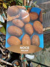Noce Pecan (albero 4/5 anni)
