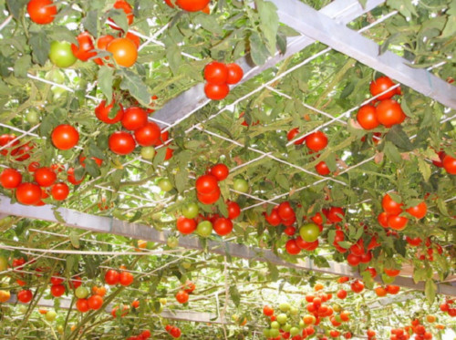 Semi pianta albero - albero, pomodoro