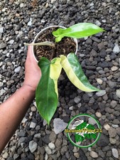 Philodendron Florida Beauty x