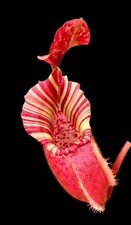 Nepenthes Veitchii BARIO -