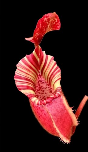 Nepenthes veitchii bario - veitchii,
