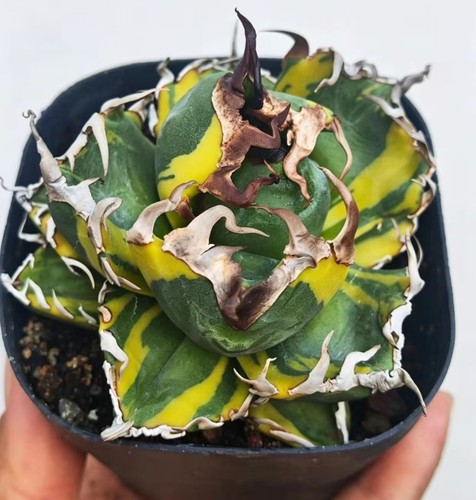 8cm agave titanota magic - 8cm+,