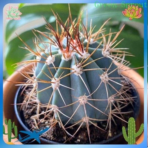 2pcs melocactus azureus - melocactus,