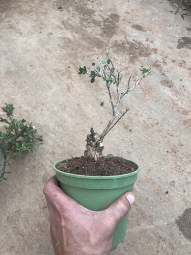Bonsai olivastro pianta - bonsai,