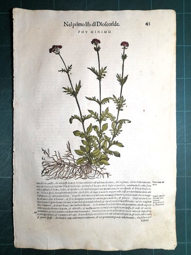 Mattioli matthioli erbario - matthioli, a