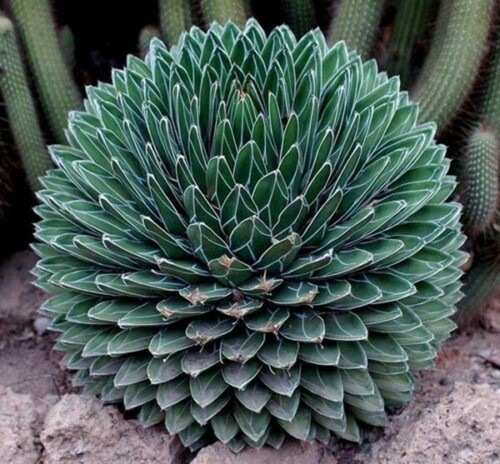 Agave victoriae reginae - victoriae-reginae,
