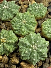 1 pz Aztekium ritteri per rotundum GCG 10005 El Barreal, NL, radici proprie