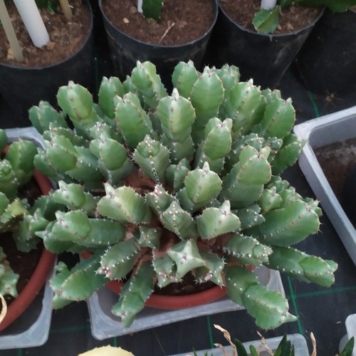 Euforbia resinifera altezza - altezza, 35