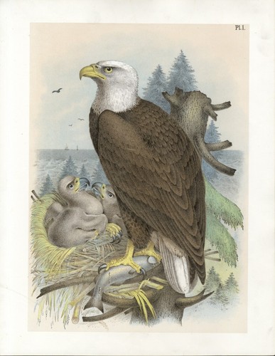 Aquila mare testabianca - aquila,