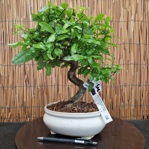 Bonsai melograno neikan h - bonsai,