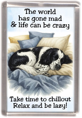 English springer spaniel black - springer,