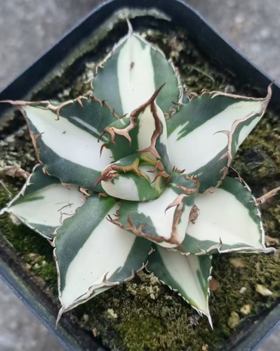 Vendita raro cactus agave - vendita,