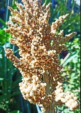 50x Semi di canna da zucchero Sorgo Dolce / 50x Sorghum bicolor seeds