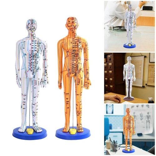 Modello agopuntura medica - di,