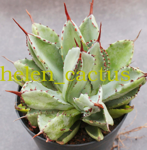 Agave potatorum cubic - agave,