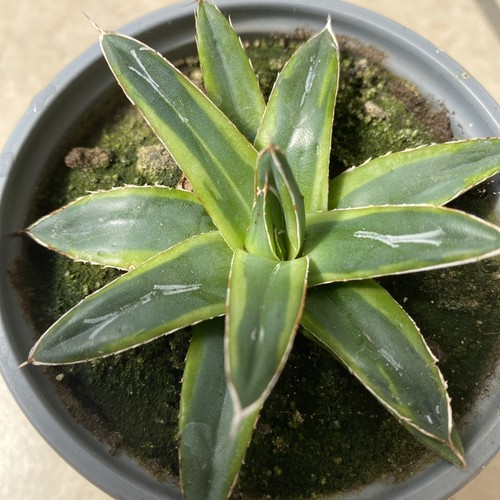 Raro anello oro agave - anello, d'oro