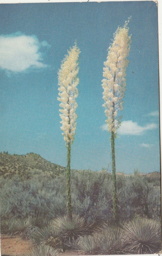 Yucca piena fioritura san - yucca,