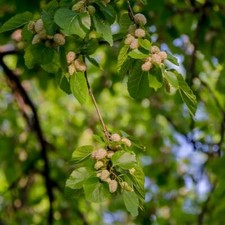 Gelso , Bianco 30 Seme