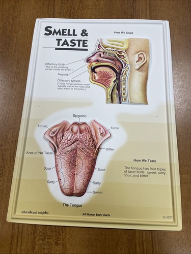 Grafici corpo umano odore - corpo, e