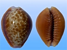 Cypraea helvola argella diego - cypraea,