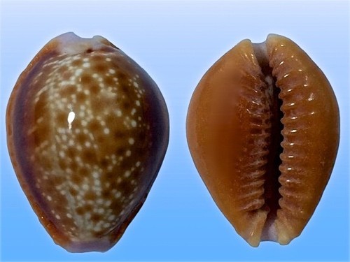 Cypraea helvola argella - ,, diego